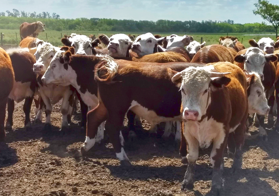 Bienestar animal en engorde a corral