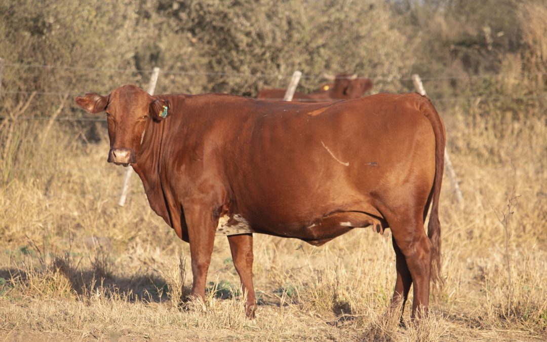 Condición corporal de vacas de cría en época invernal