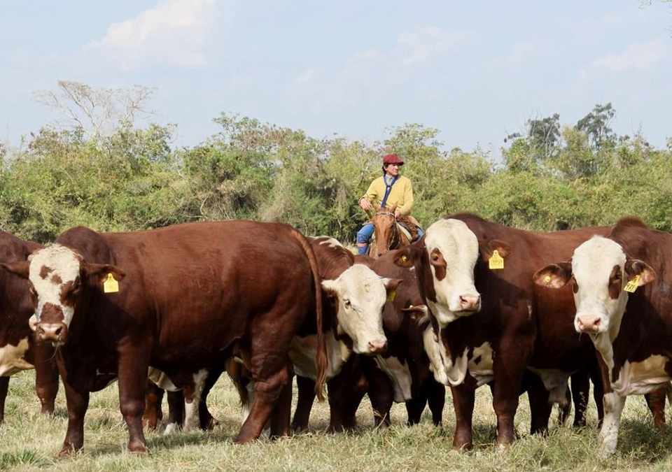 Preparación de toros para el servicio